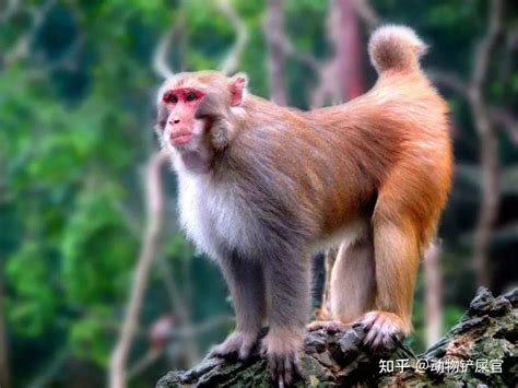 雞和猴合嗎|公雞和猴子的兼容性：生肖特質和愛情兼容性